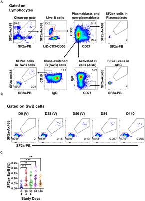 Further characterization of Shigella-specific (memory) B cells induced in healthy volunteer recipients of SF2a-TT15, a Shigella flexneri 2a synthetic glycan-based vaccine candidate